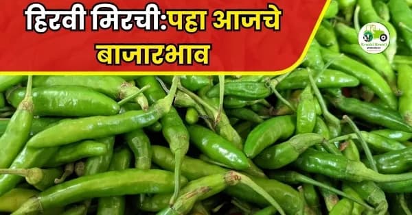 हिरवी मिरची:पहा आजचे बाजारभाव