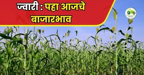ज्वारी:पहा आजचे दर