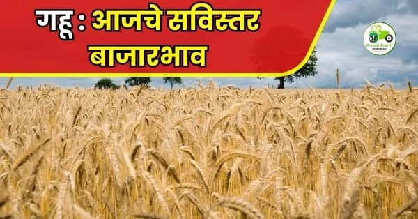 गहू : पहा आजचे सविस्तर दर