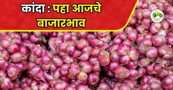 कांदा : पहा आजचे बाजारभाव