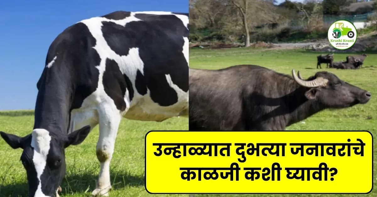 उन्हाळ्यात दुभत्या जनावरांचे काळजी कशी घ्यावी?