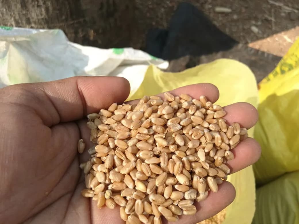 2496 जातीचा गहू विक्रीसाठी उपलब्ध!