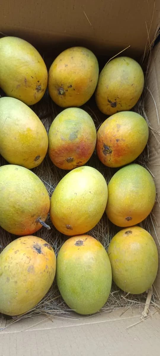 देवगड हापूस आंबा मिळेल 