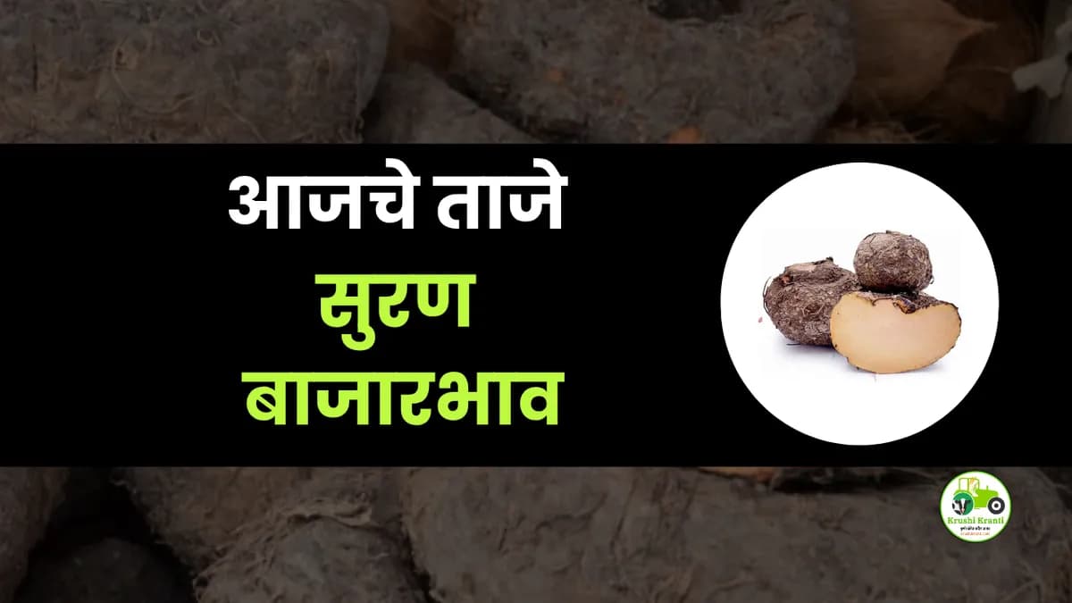 आजचे सुरण बाजारभाव