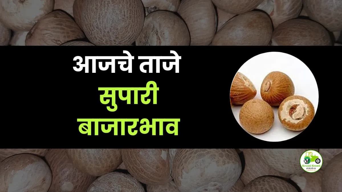 आजची सुपारी बाजारभाव