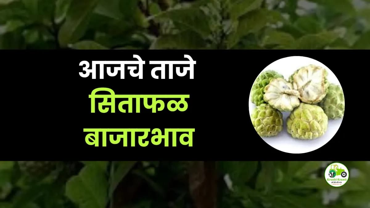 आजचे सिताफळ बाजारभाव