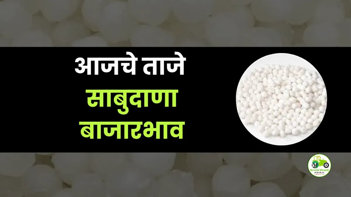 आजचा साबुदाणा बाजारभाव
