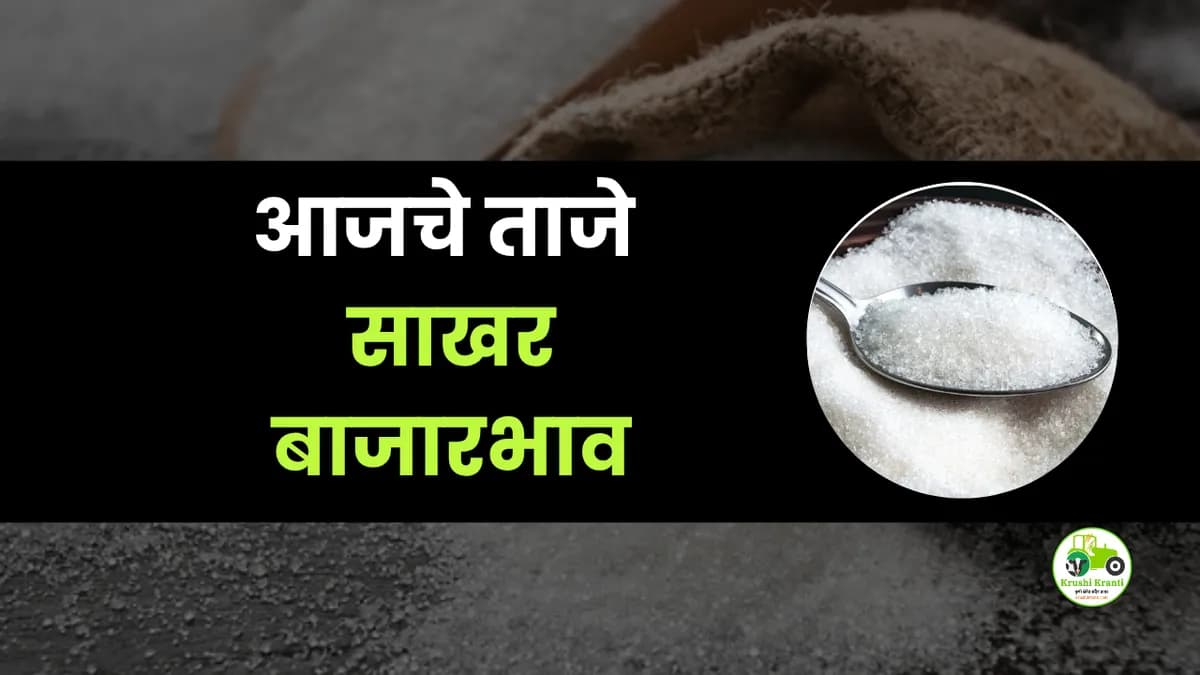 आजची साखर बाजारभाव