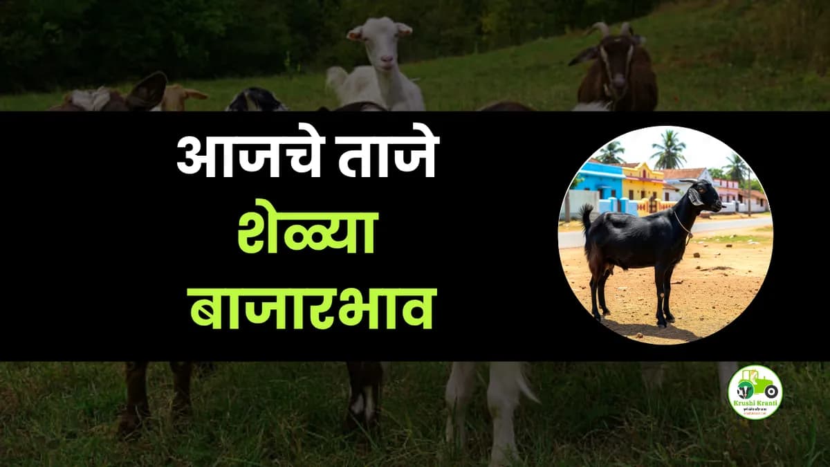 आजच्या शेळ्या बाजारभाव