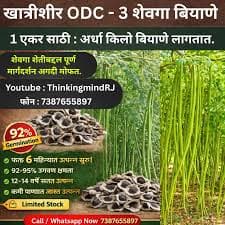 ओरिजिनल ODC-3 शेवगा बियाणे मिळेल