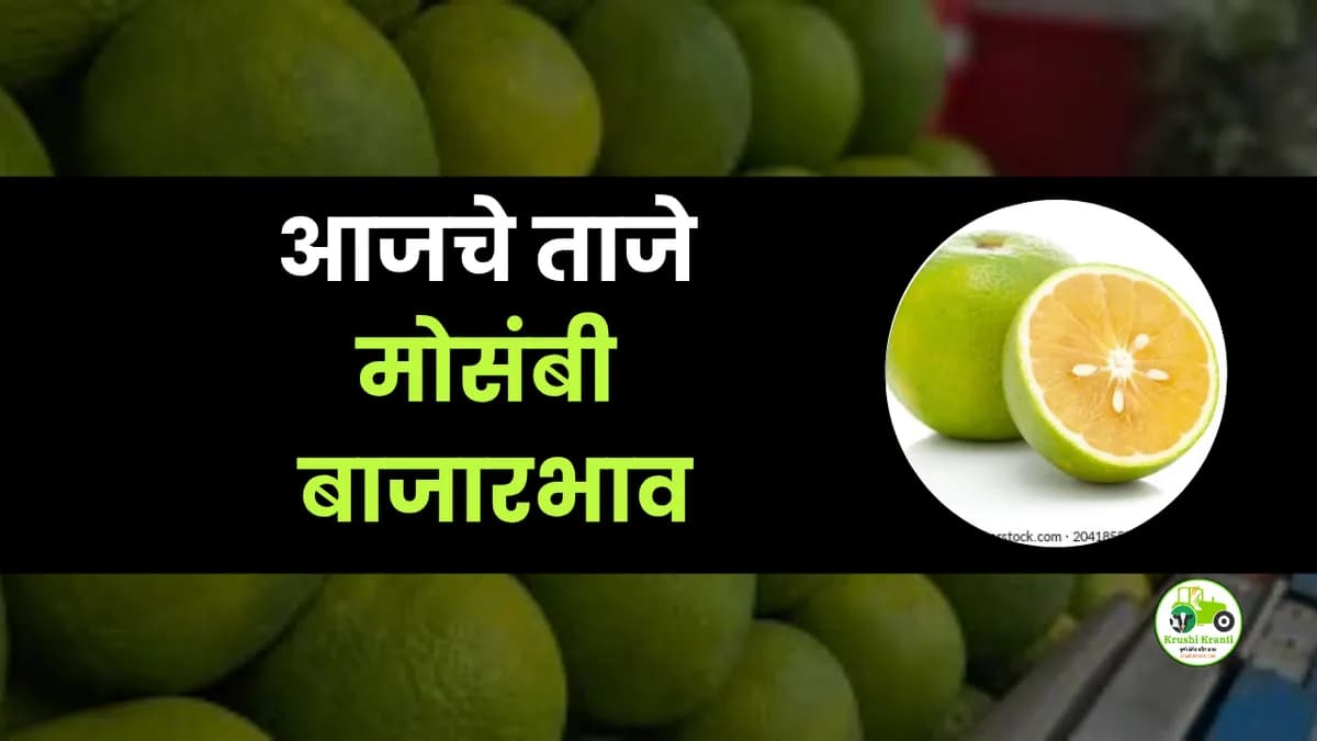 आजचे मोसंबी बाजारभाव 