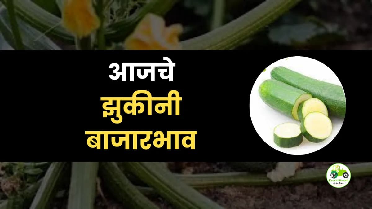 आजचे झुचीनी बाजारभाव
