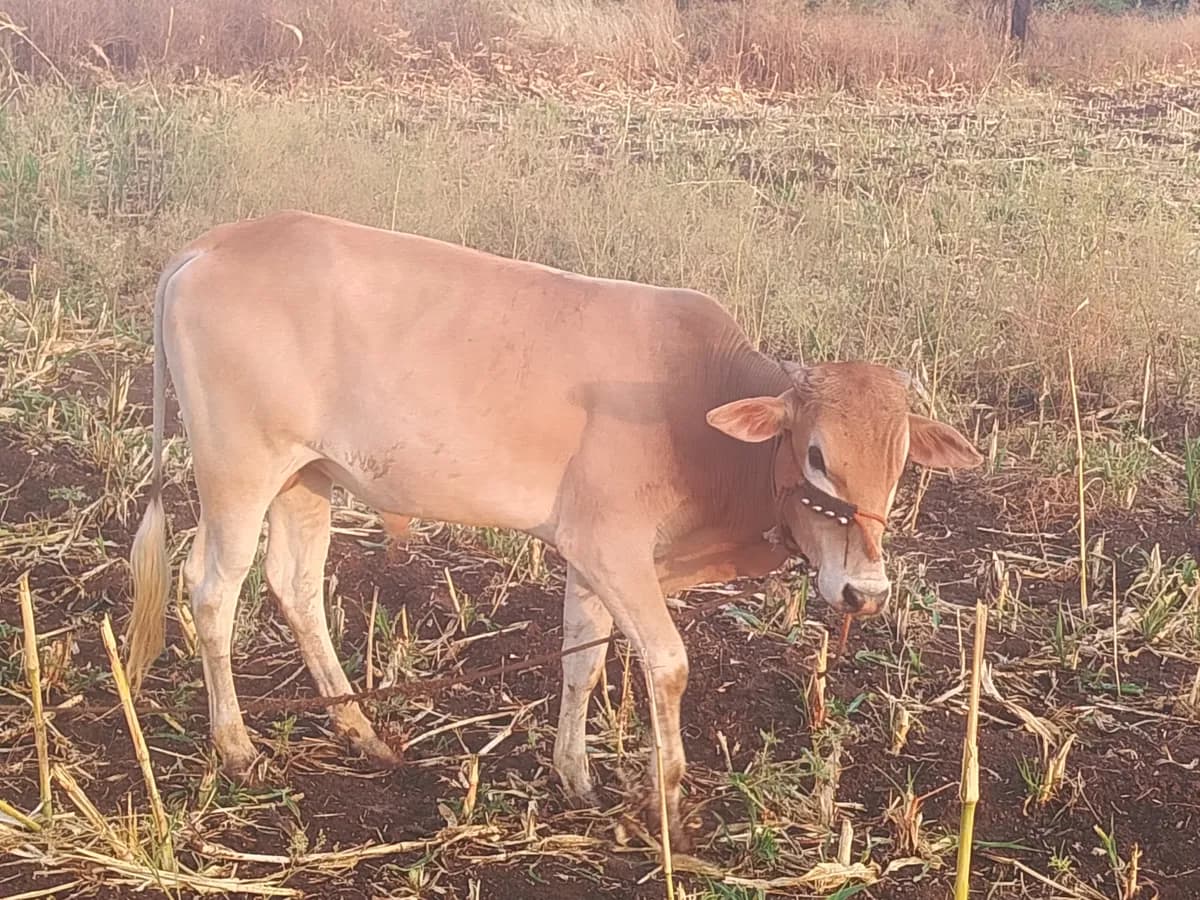 गावरान 25% गोऱ्हा विक्रीसाठी उपलब्ध!