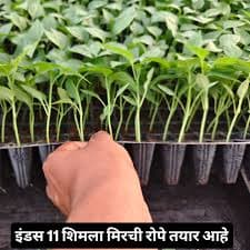 मिरची रोपे विक्री व बुकिंग सुरू!