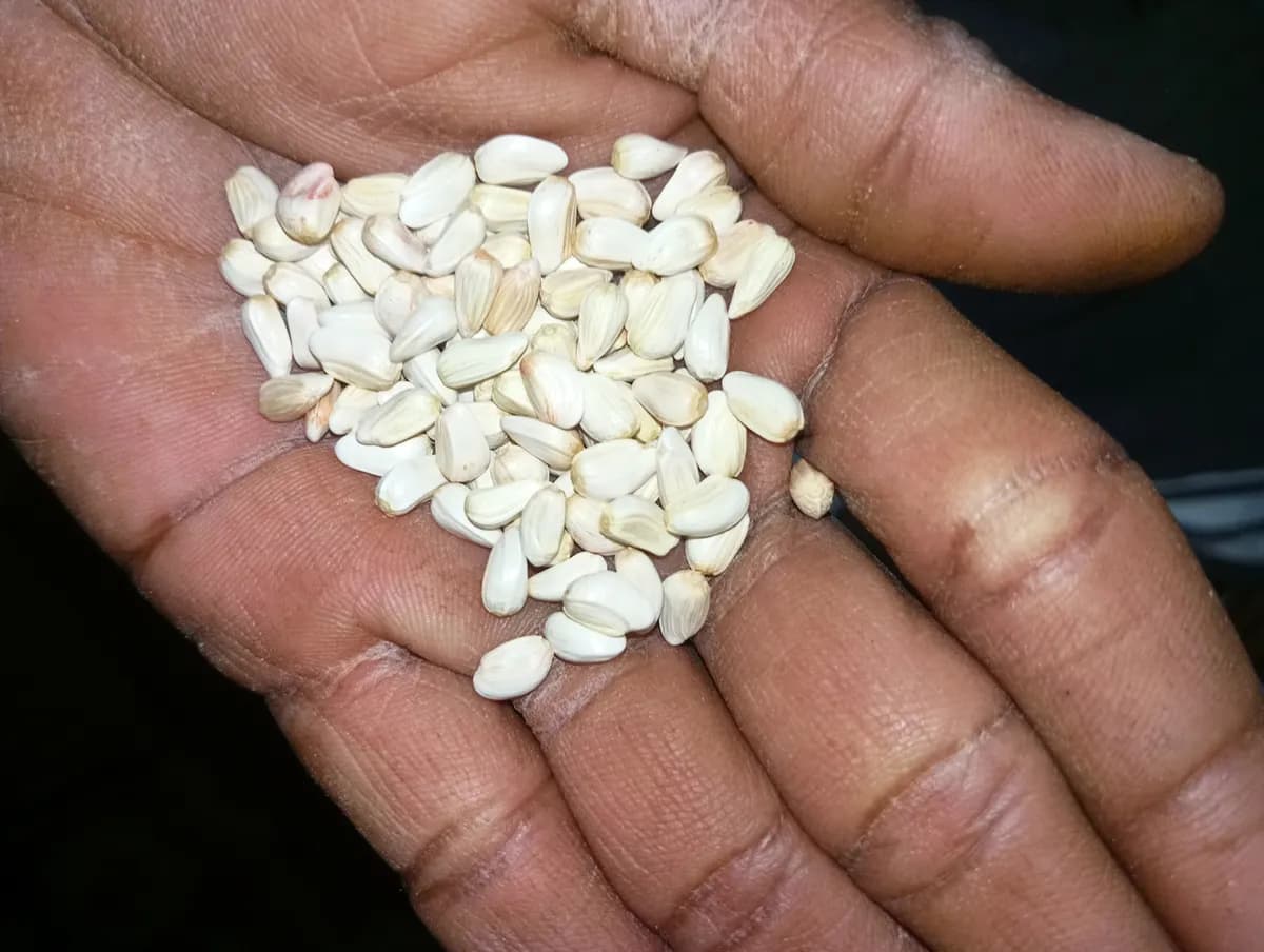 उच्च प्रतीची करडई विक्रीसाठी उपलब्ध!