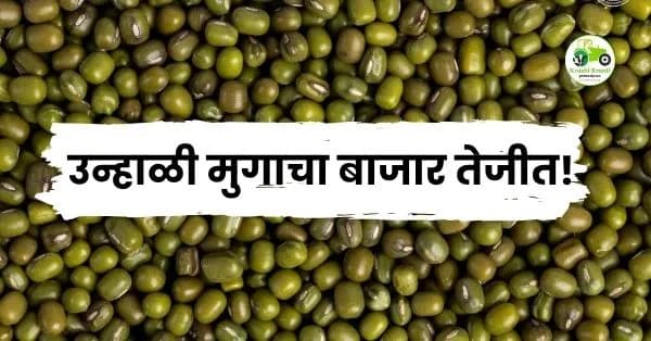 उन्हाळी मुगाचा बाजार तेजीत! 