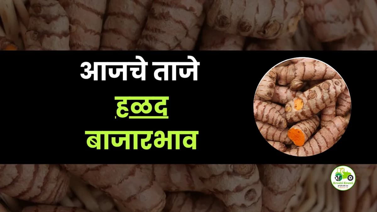 आजचे हळद बाजारभाव