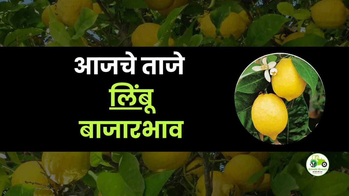 आजचे लिंबू बाजारभाव