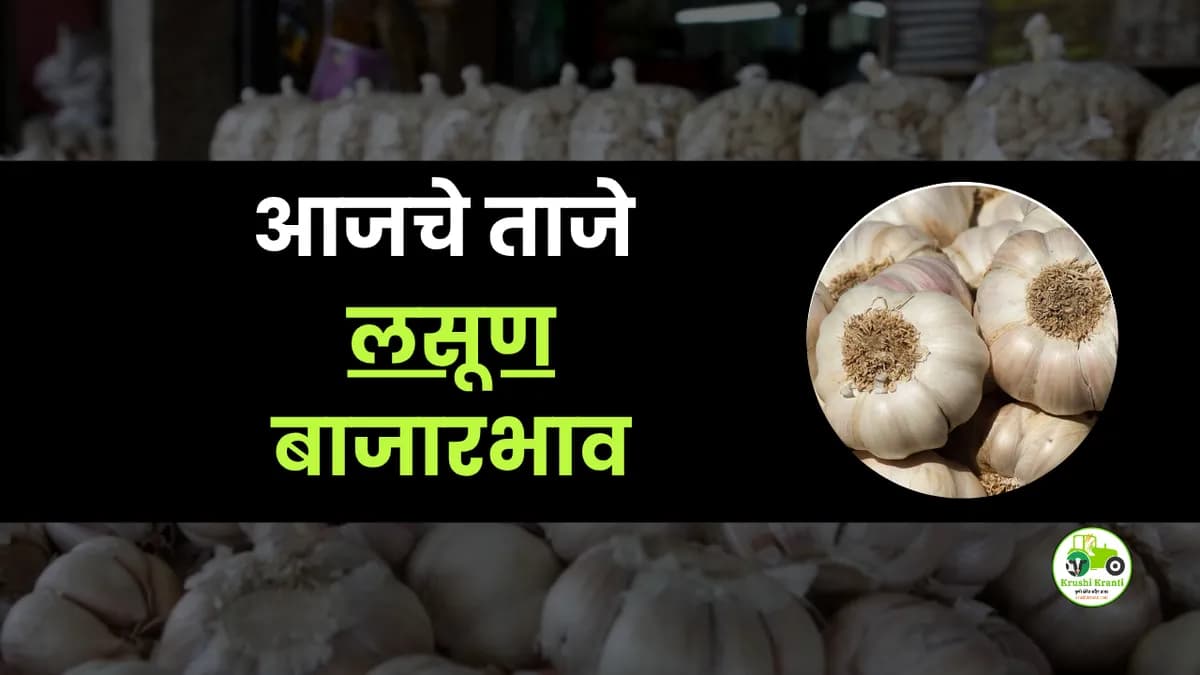 आजचे लसूण बाजारभाव