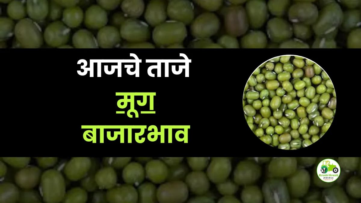 आजचे मूग बाजारभाव