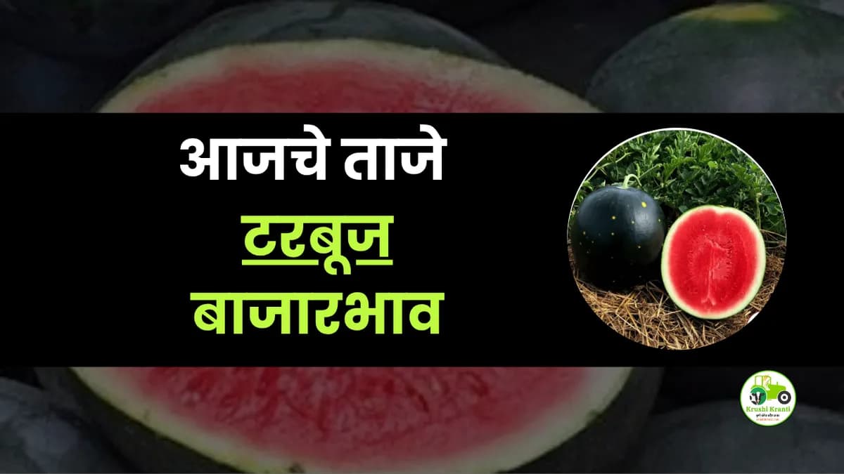 आजचे टरबूज बाजारभाव