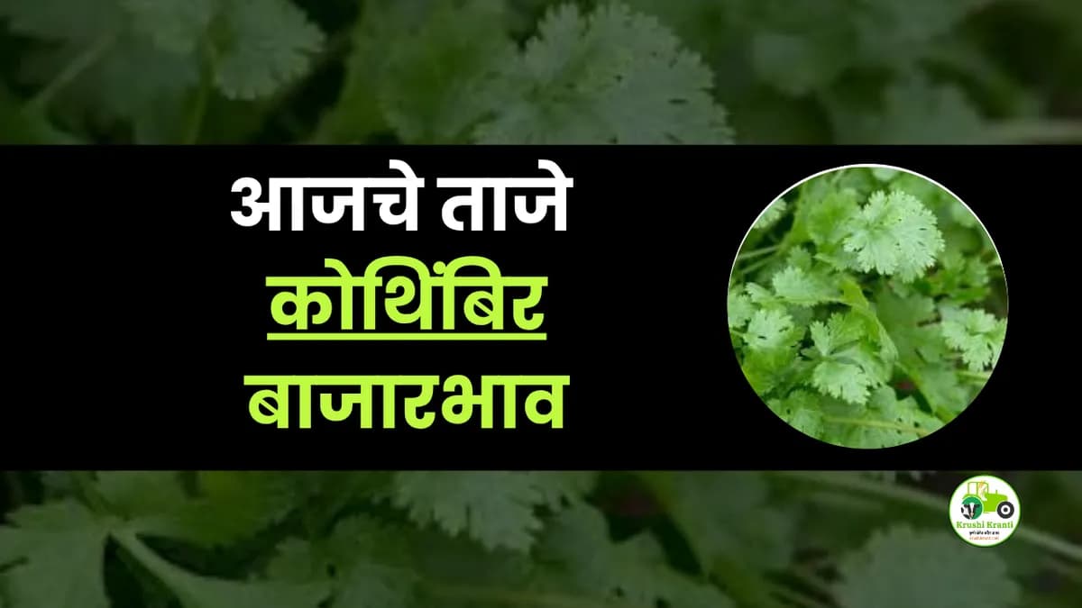 आजचे कोथिंबिर बाजारभाव
