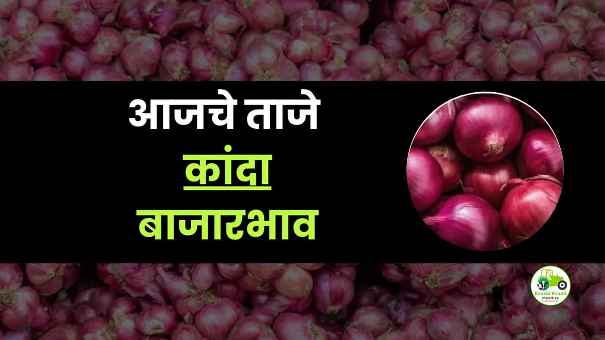 आजचे कांदा बाजारभाव