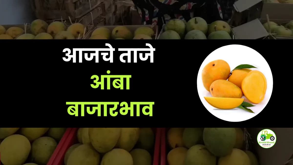 आजचे आंबा बाजारभाव
