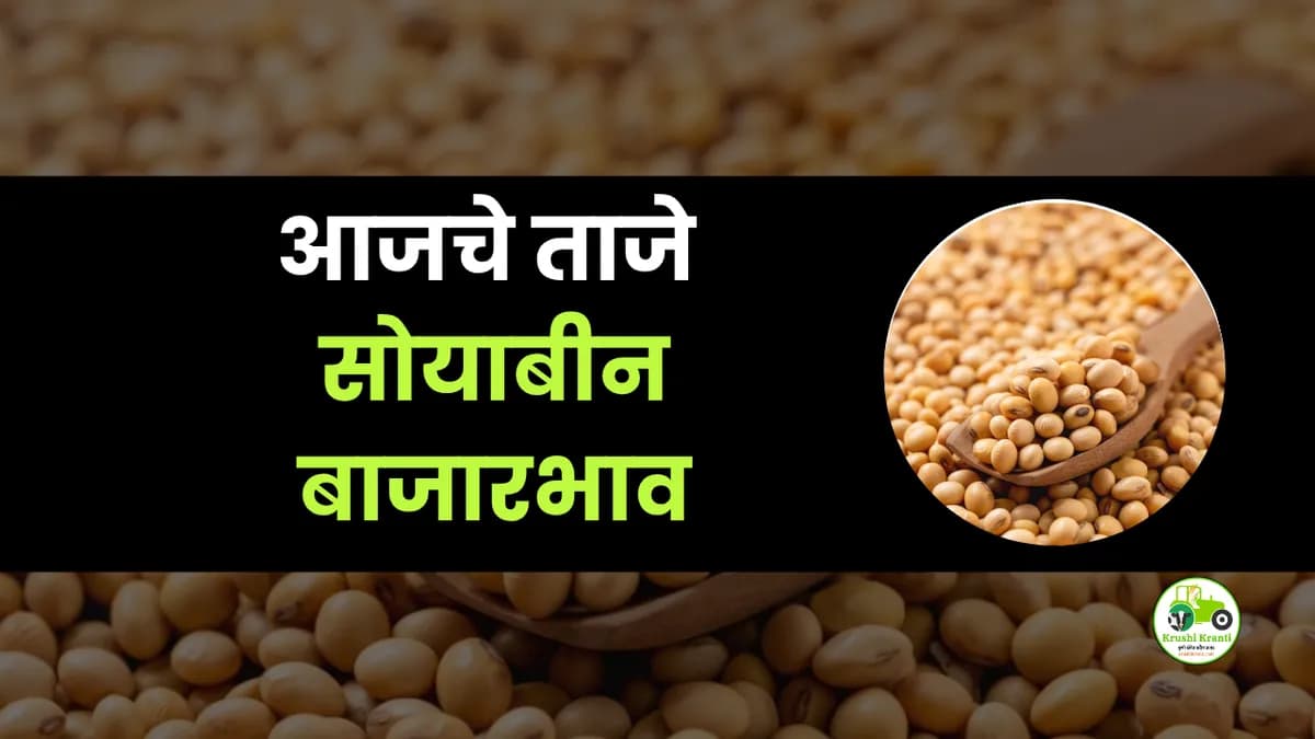 आजचे सोयाबिन बाजारभाव