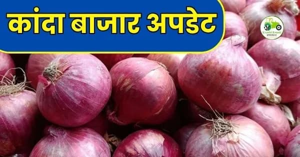 कांदा बाजार अपडेट: पिंपळगाव बसवंतमध्ये उन्हाळी कांद्याची मोठी आवक; २,००० चा टप्पा कायम, पहा आजचे ताजे दर