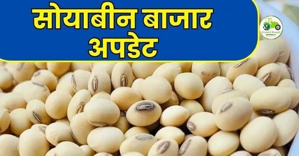सोयाबीन बाजारभाव अपडेट: उमरेड आणि कारंजा बाजारात सोयाबीनची 'विमान भरारी'; ६,६०० रुपयांच्या पार, पहा आजचे दर
