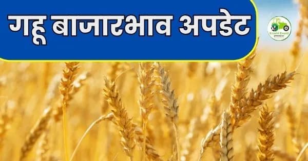  गहू बाजारभाव अपडेट: पुणे आणि सोलापुरात शरबती गव्हाचा 'कडाका'; ६,२०० रुपयांपर्यंत दर, पहा आजचे ताजे बाजारभाव