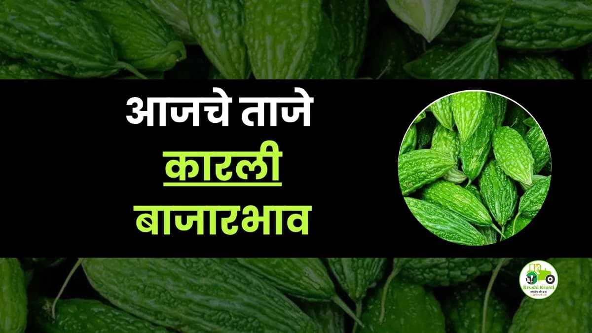 आजचे कारली बाजारभाव
