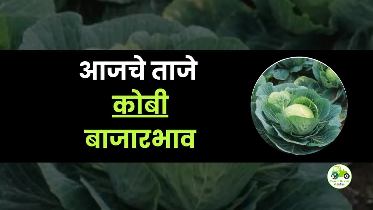 आजचे कोबी बाजारभाव