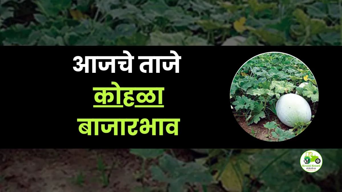 आजचे कोहळा बाजारभाव