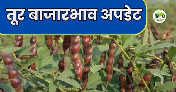 तूर बाजारभाव अपडेट: हिंगणघाटमध्ये तुरीचा मोठा धमाका; ८,३०० रुपयांचा टप्पा पार, पहा आजचे ताजे दर