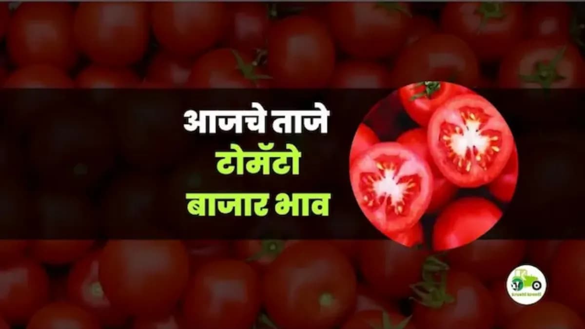 आजचे टोमॅटो बाजारभाव 