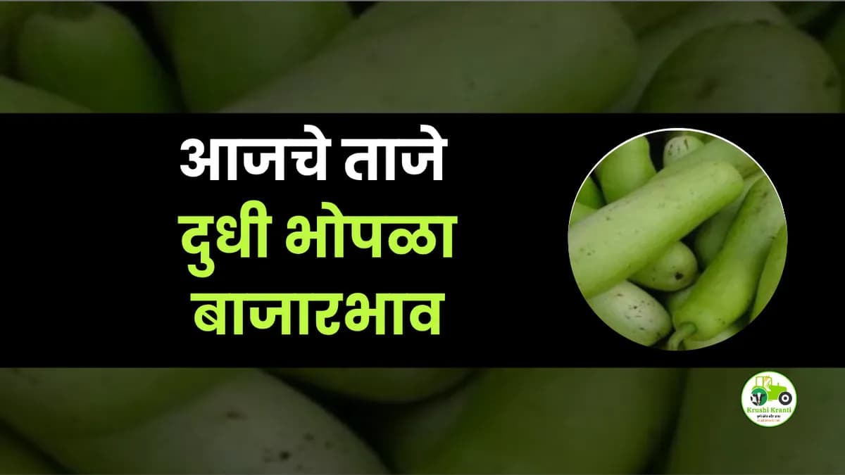 आजचे दुधी भोपळा बाजारभाव