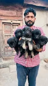 जर्मन शेफर्ड जातीचे पिल्लू विकणे आहे
