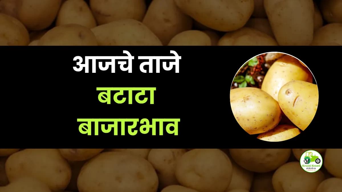 आजचे बटाटा बाजारभाव