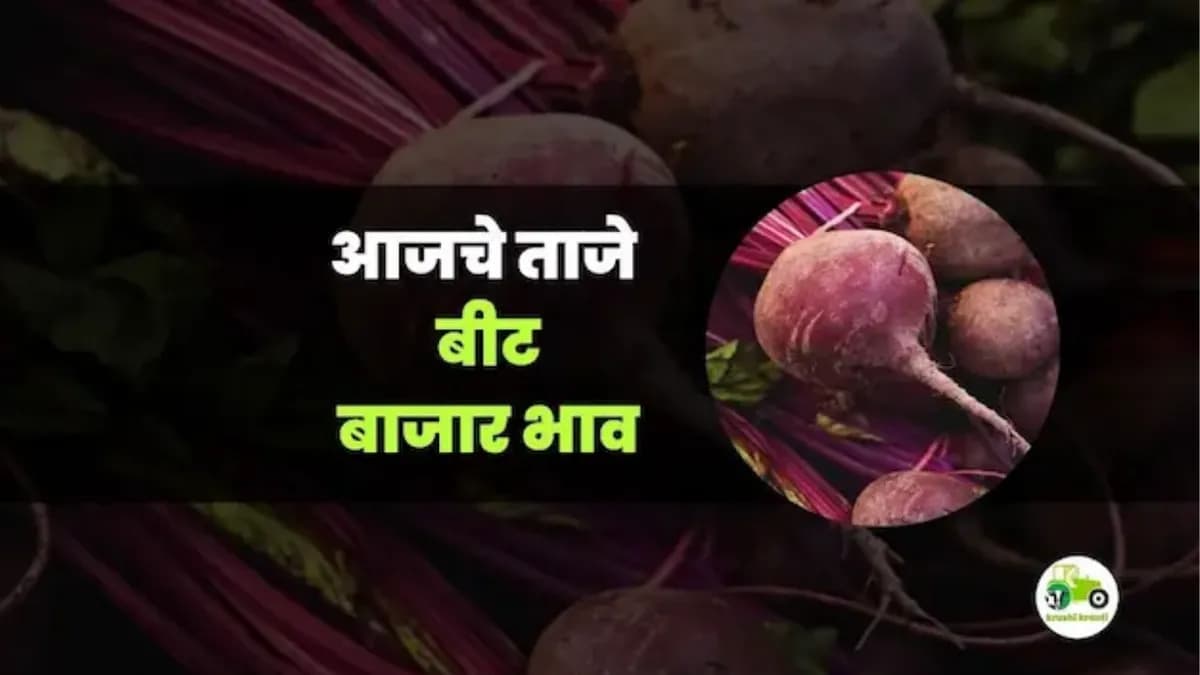 आजचे बीट बाजारभाव