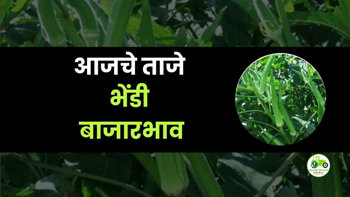 आजचे भेडी बाजारभाव