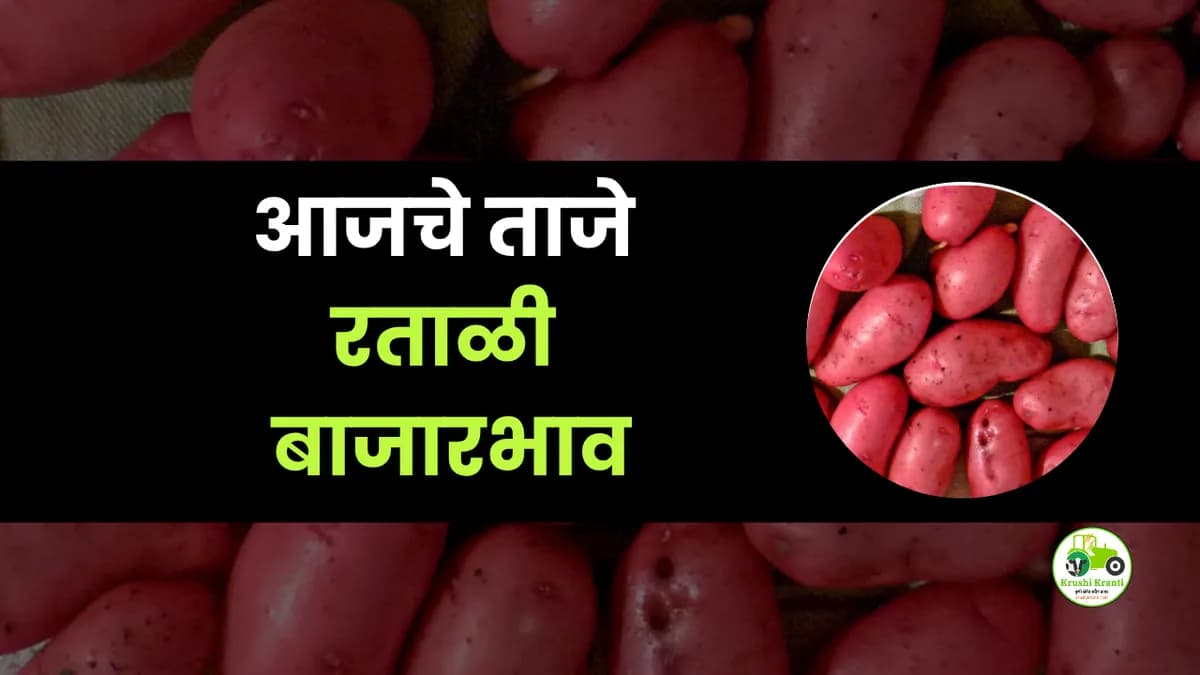 आजचे रताळी बाजारभाव