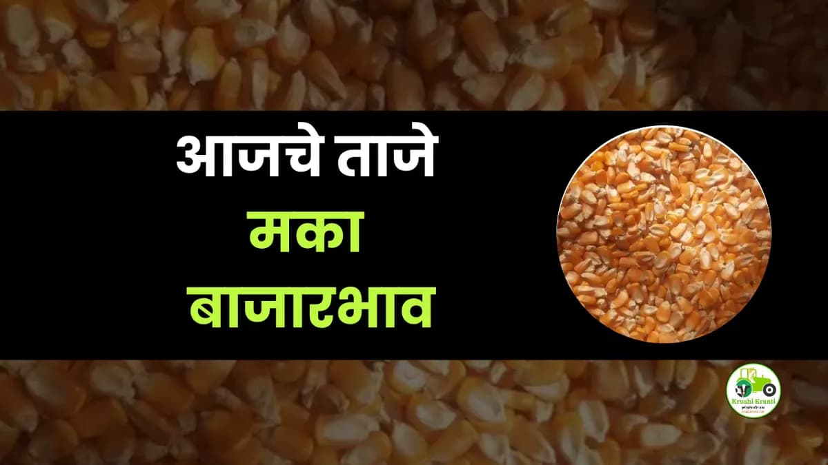 आजचे मका बाजारभाव 