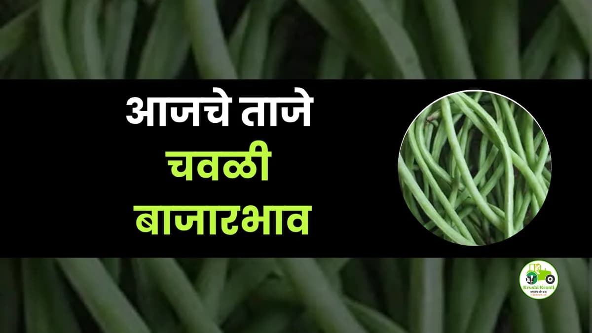 आजचे चवळी बाजारभाव