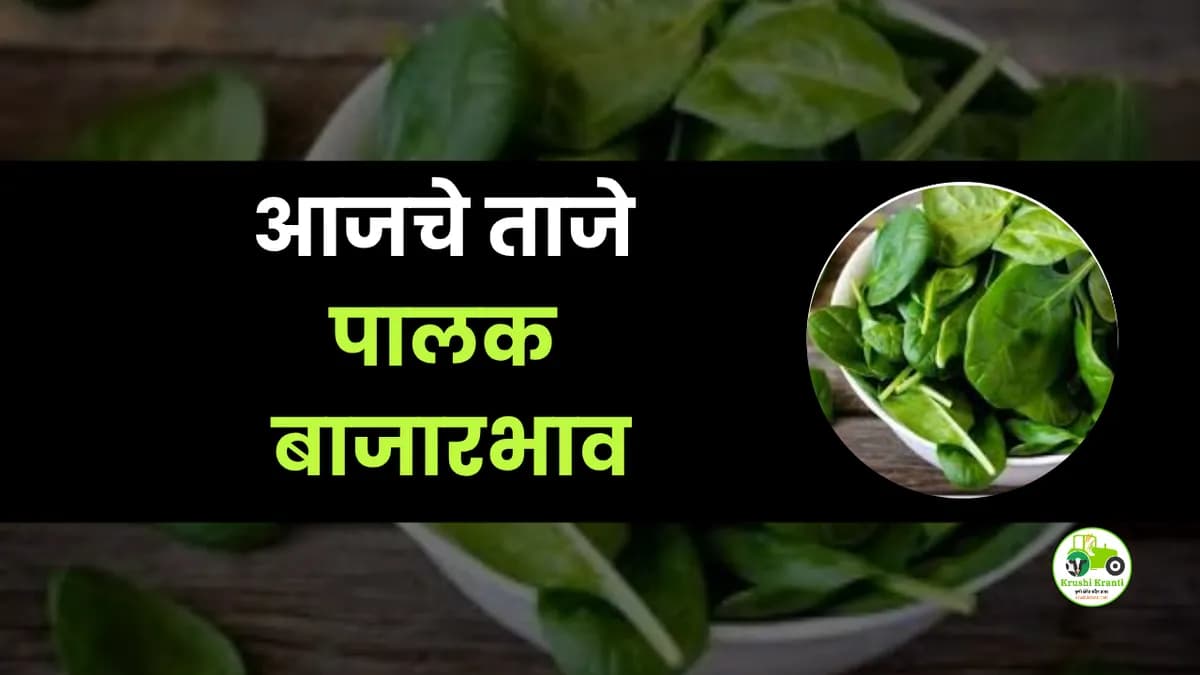 आजचे पालक बाजारभाव
