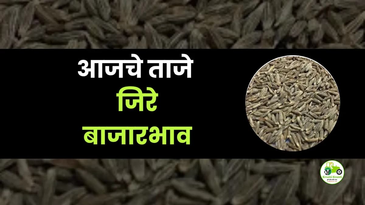 आजचे जिरे बाजारभाव