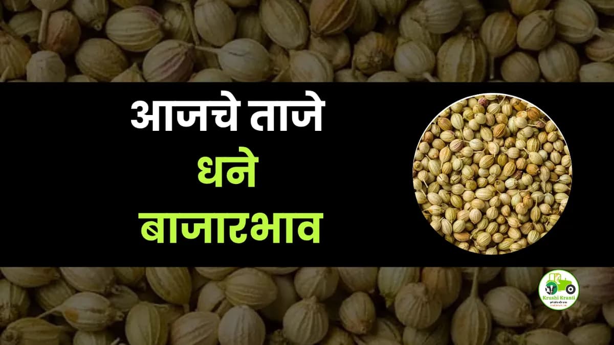 आजचे धने बाजारभाव