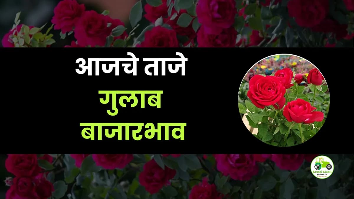 आजचे गुलाब बाजारभाव