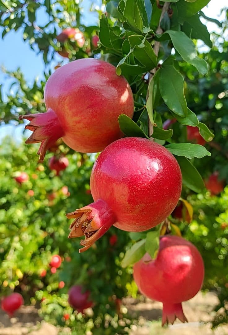सार्थक डाळिंब नर्सरी